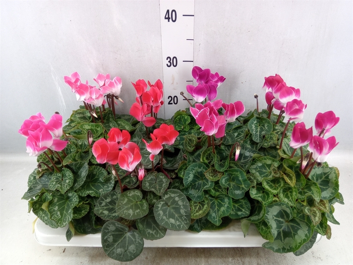 Cyclamen MD 'Indiaka'