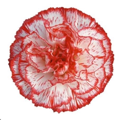 <h4>Di St Charlie</h4>