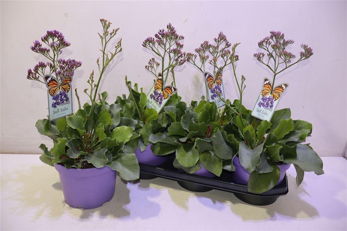 <h4>arr8 Limo Salt Lake</h4>