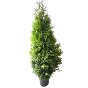 Thuja occ. Brabant, plantmaat 180-200 cm - Rondgestoken -