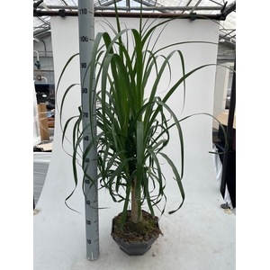 BEAUCARNEA RECUR