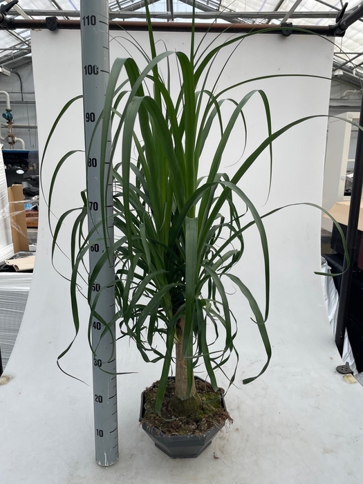 <h4>BEAUCARNEA RECUR</h4>