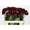 Dahlia Black Fox