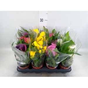 Zantedeschia   ...mix