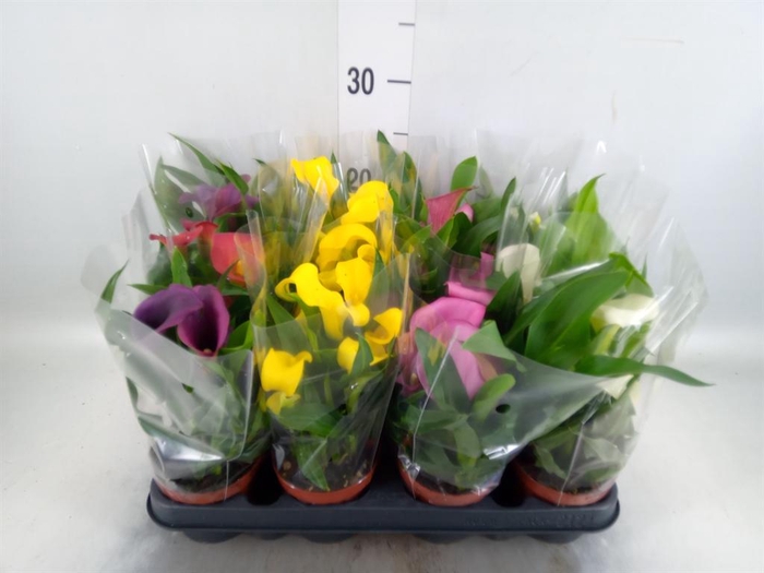 <h4>Zantedeschia ...mix</h4>