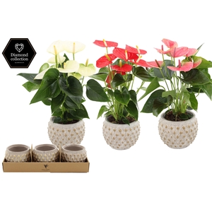 Anthurium 12 cm 3 color mix in Marrakesh gold ceramics
