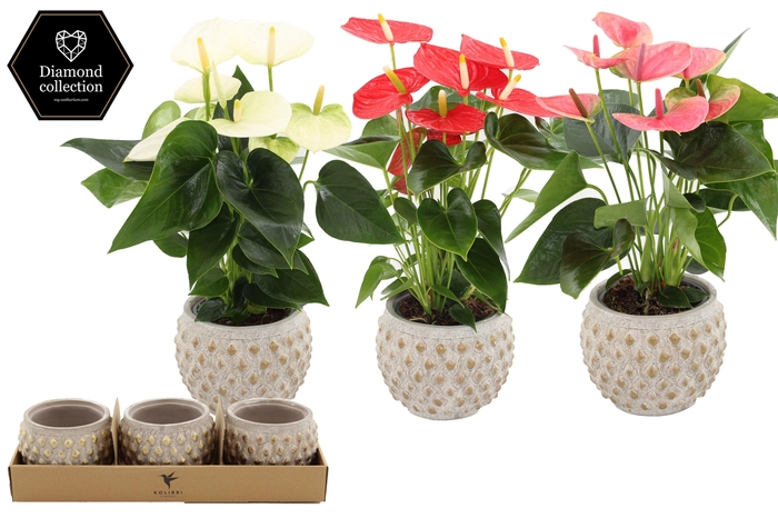 <h4>Anthurium 12 cm 3 color mix in Marrakesh gold ceramics</h4>