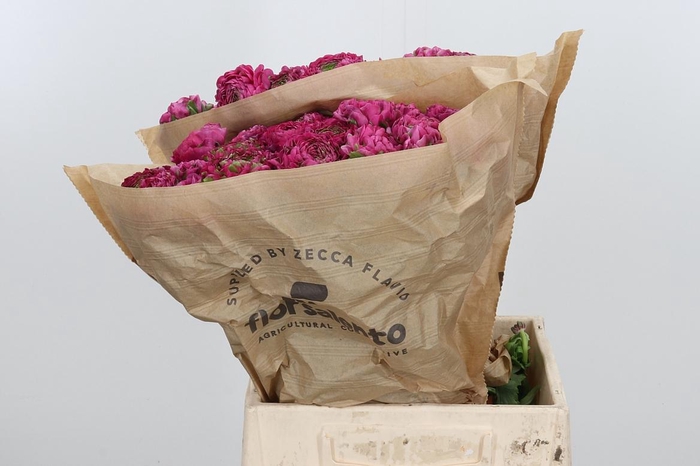 <h4>Ran Pon Pon Aladdin</h4>