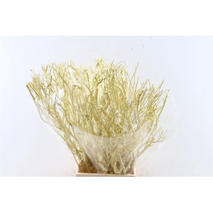 Bundel Tea Branch Gold 65cm