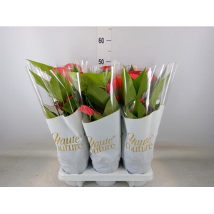 Anthurium andr. 'Esudo'