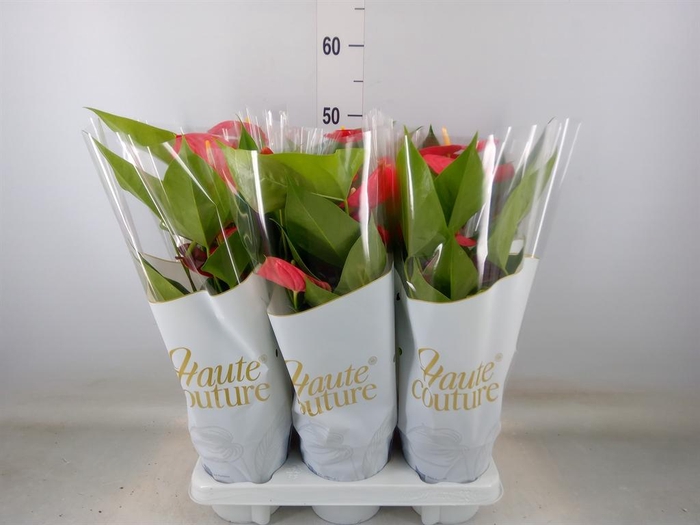 <h4>Anthurium andr. 'Esudo'</h4>