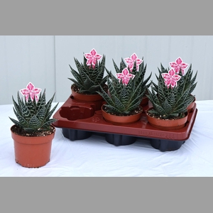ALOE TIKI TAHI