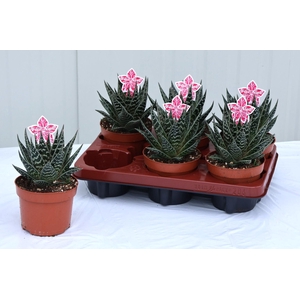 ALOE TIKI TAHI
