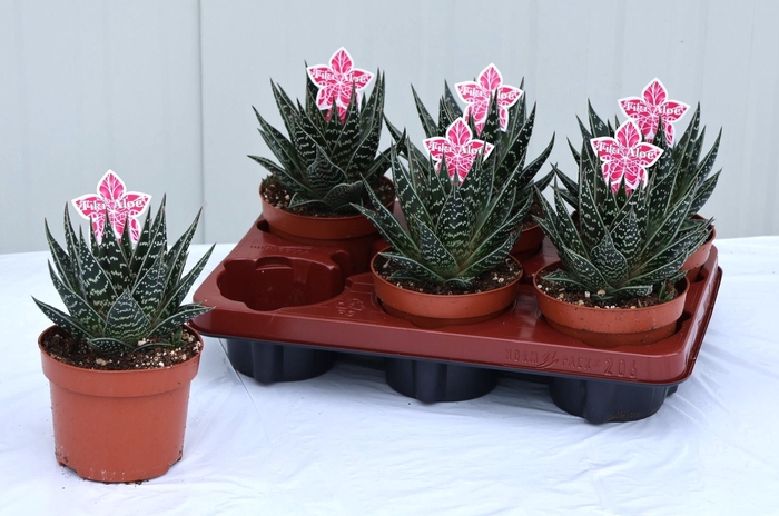 ALOE TIKI TAHI