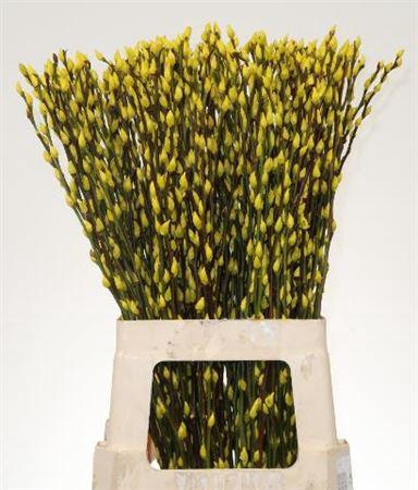 <h4>Katjes Salix Geel</h4>