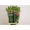 Antirrhinum Pink