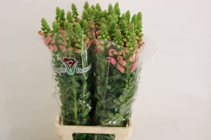Antirrhinum Pink