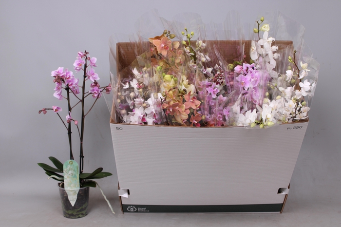 <h4>PHAL MF GEM 5 KL</h4>