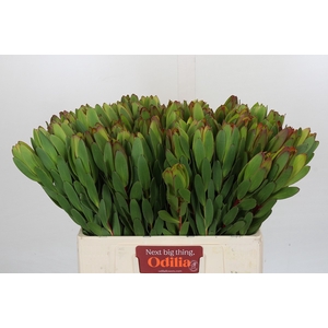 Leucadendron Goldstrike