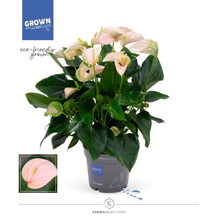 <h4>Anthurium Andreanum salmon Karma Joli Peach</h4>