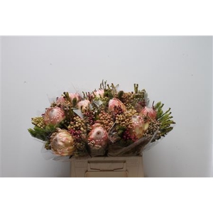 Protea Susara