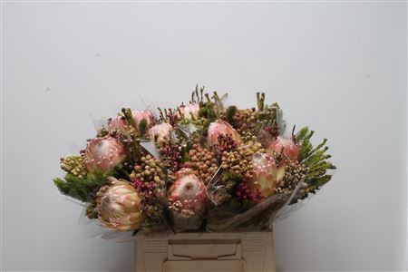 <h4>Protea Susara</h4>