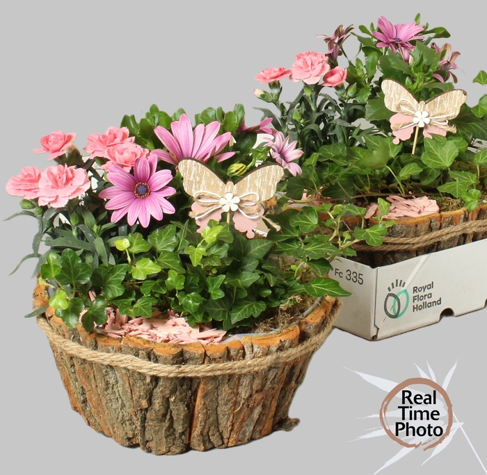 <h4>ARR TUINPLANTEN</h4>