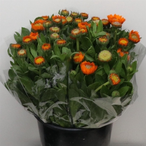 Calendula Orange Super