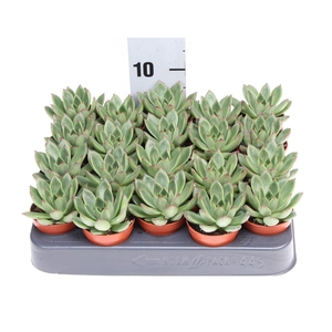 Echeveria   ...