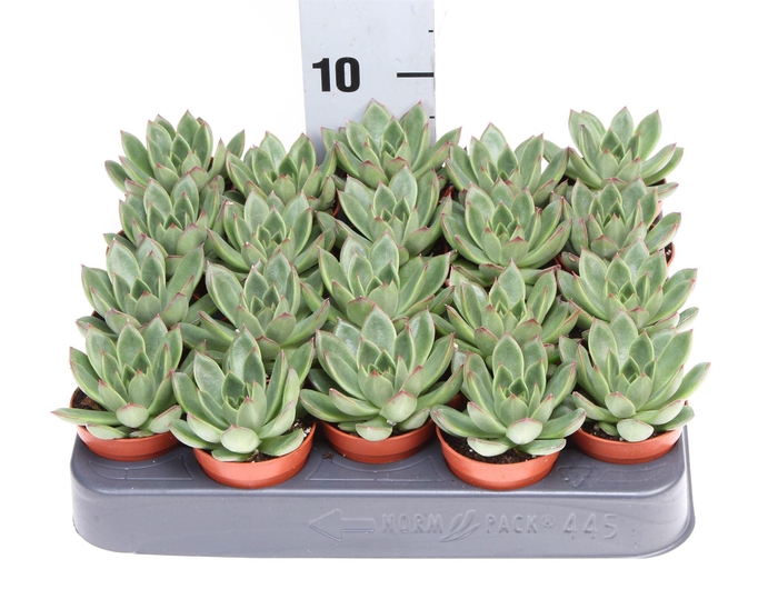 <h4>Echeveria ...</h4>