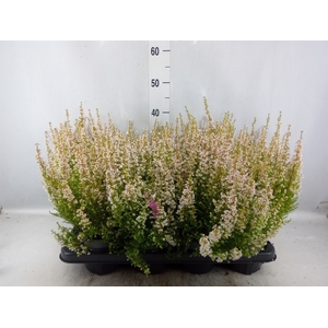 Erica gracilis   ...red