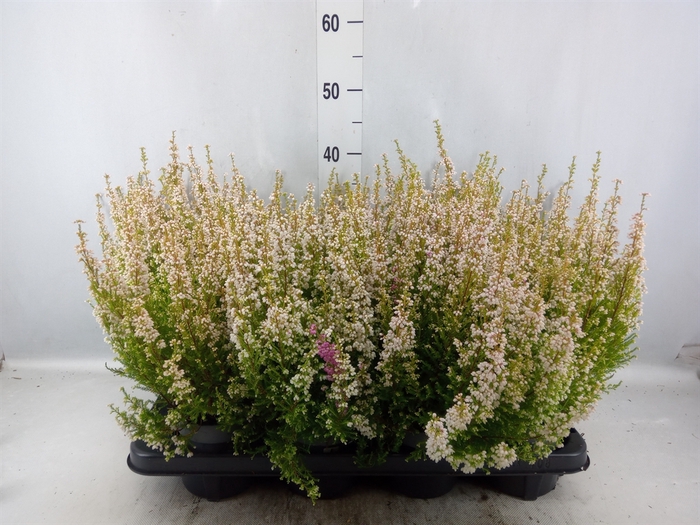 Erica gracilis   ...red