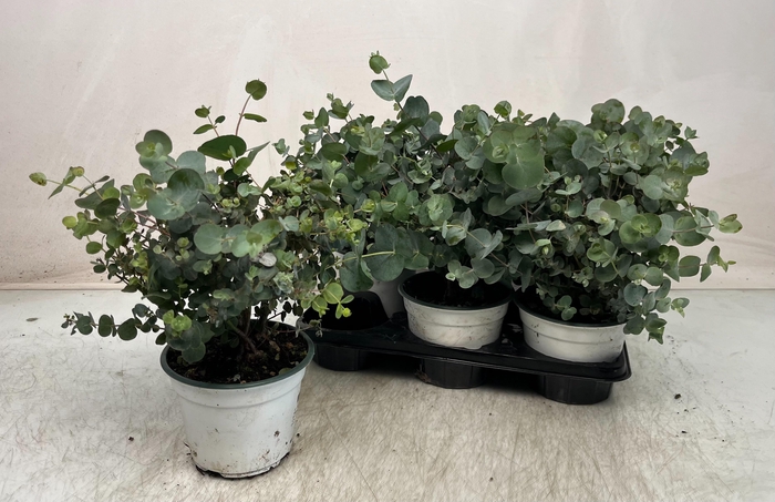 <h4>EUCAL GUNNII</h4>