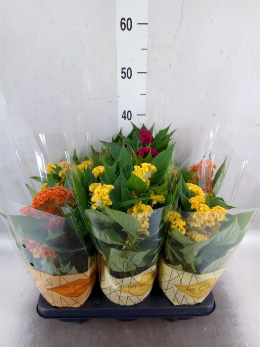 <h4>Celosia arg. CR 'Twisted'   ...mix</h4>