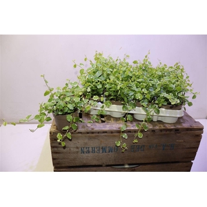 arr8 Fic Pu White Sunny