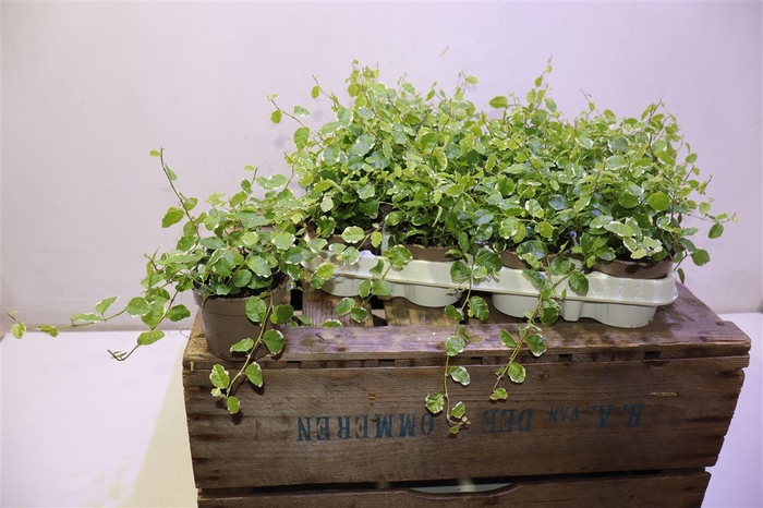 <h4>arr8 Fic Pu White Sunny</h4>