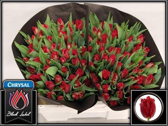 <h4>TU FR INDIANA</h4>