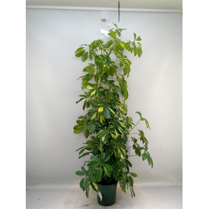Schefflera arbor. 'Dalton'