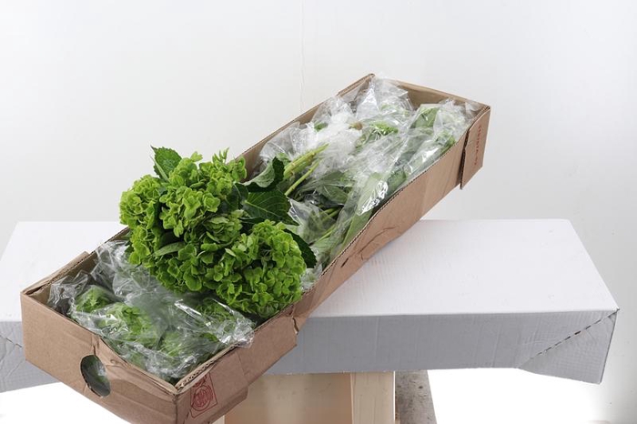 <h4>Hydr Emerald Green Select Box</h4>