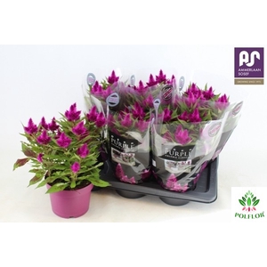 Celosia deep purple 17Ø 40cm