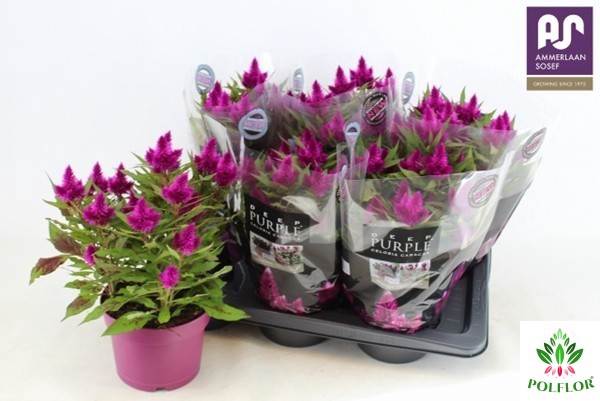 Celosia deep purple 17Ø 40cm