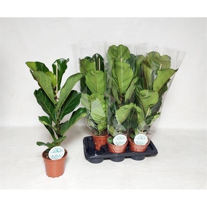 Ficus Lyrata 17Ø 80cm 1pp