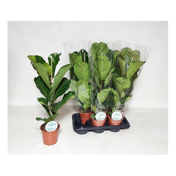 <h4>Ficus Lyrata 17Ø 80cm 1pp</h4>