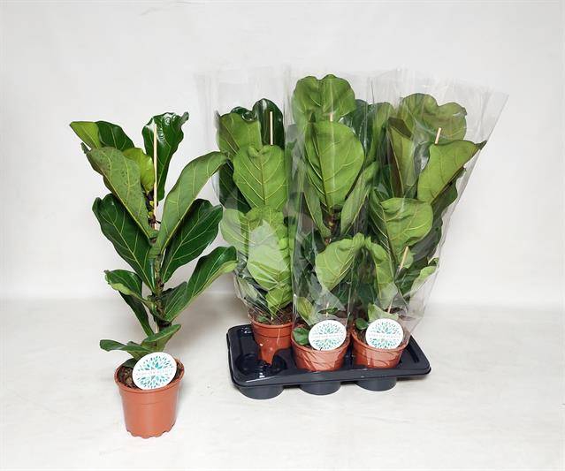 Ficus Lyrata 17Ø 80cm 1pp