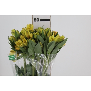ALSTROEMERIA CARIBBEAN 080 CM