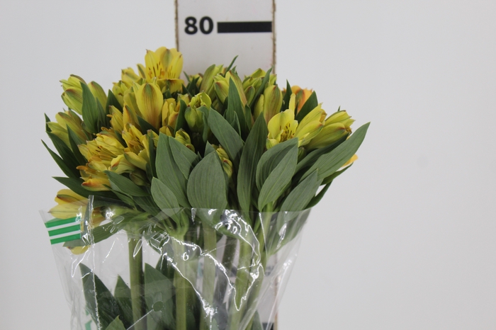 <h4>ALSTROEMERIA CARIBBEAN 080 CM</h4>