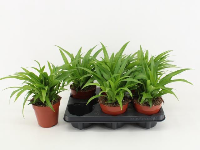 <h4>CHLOR COM LEMON</h4>