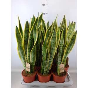 Sansevieria trifa. 'Laurentii'