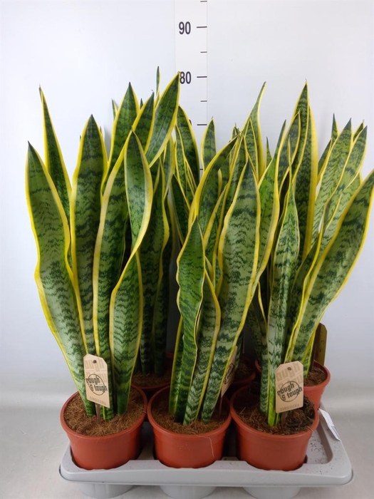 <h4>Sansevieria trifa. 'Laurentii'</h4>