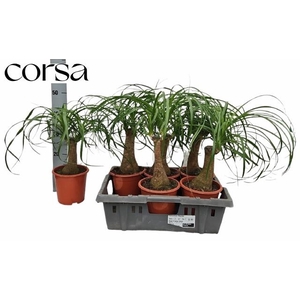 BEAUCARNEA RECUR